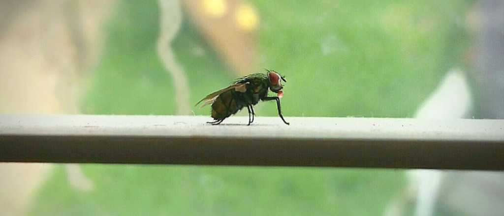 Cuál es el truco definitivo para ahuyentar a las moscas de tu hogar