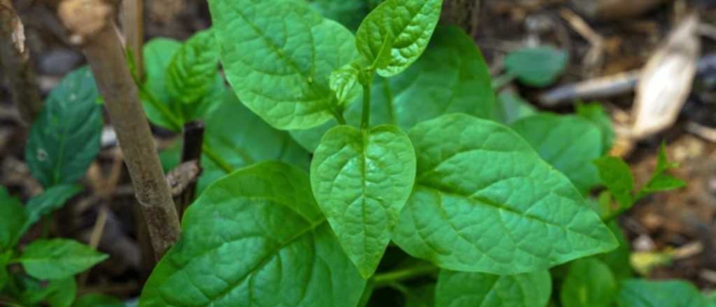 La trepadora comestible que gana protagonismo en huertas y balcones
