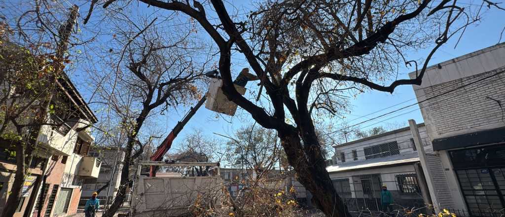 Calles cortadas en la Cuarta Sección por un árbol inclinado a punto de caer