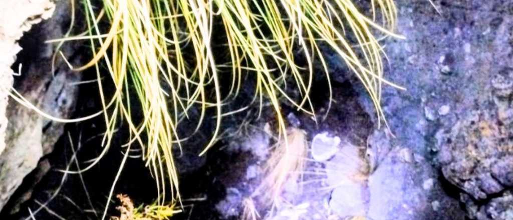 Resolvieron el misterio de los restos &oacute;seos hallados en El Nihuil