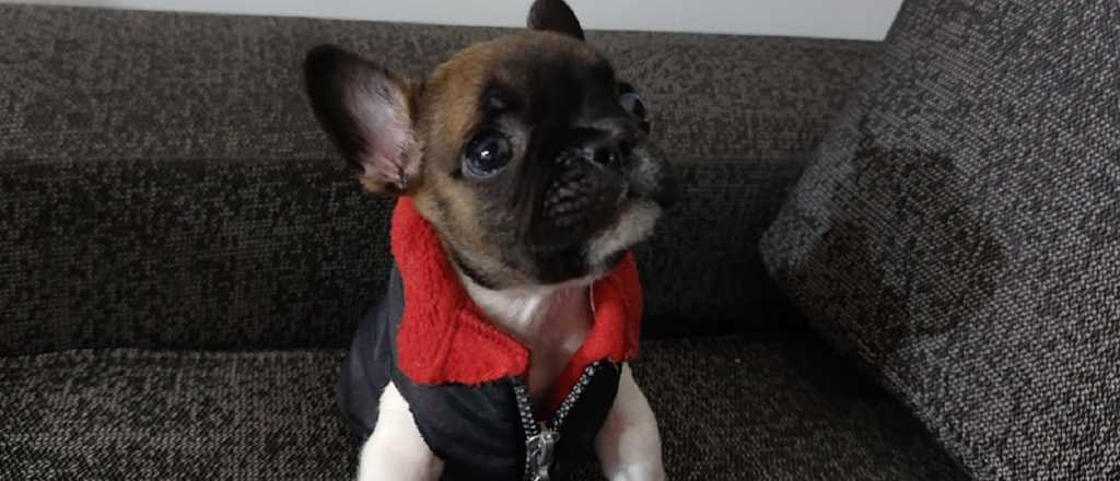 Aron: la emotiva historia del peque&ntilde;o gigante rescatado por una familia