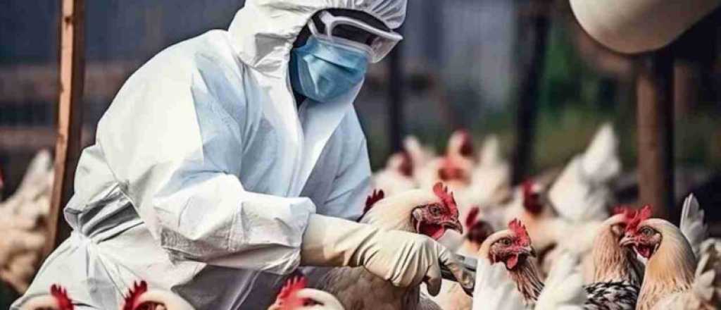 Argentina suspende exportaciones de productos av&iacute;colas