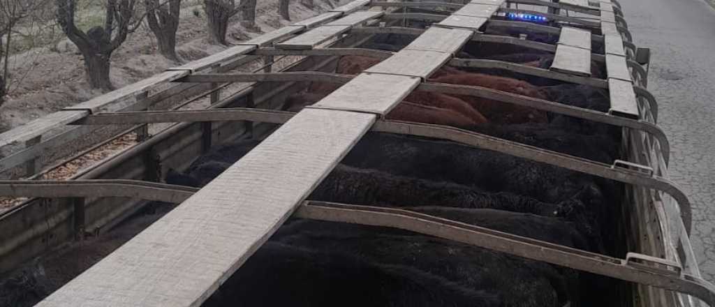 Secuestraron 42 bovinos trasladados irregularmente en General Alvear