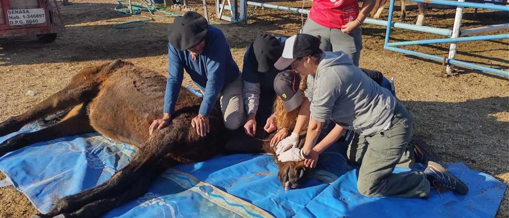Una yegua desnutrida fue rescatada por Pempa en El Algarrobal