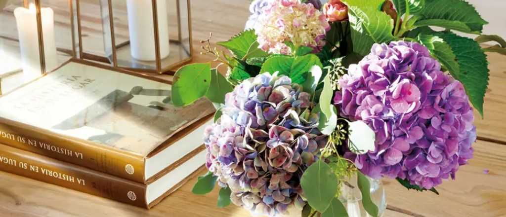 Hortensias: sí en el jardín, pero no dentro de casa según el Feng Shui