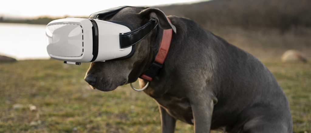 Cuáles son los animales más inteligentes del mundo