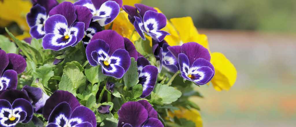 Cinco flores ideales para plantar en septiembre y llenar de color el verano