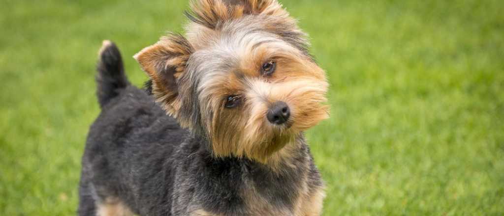 Por qu&eacute; tu perro ladea la cabeza cuando le habl&aacute;s