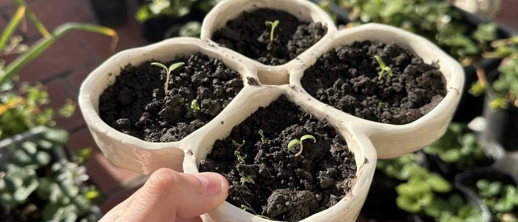 Cu&aacute;l es el mejor momento del a&ntilde;o para sembrar tomate