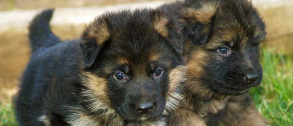 Robaron dos cachorros en una vivienda en General Alvear