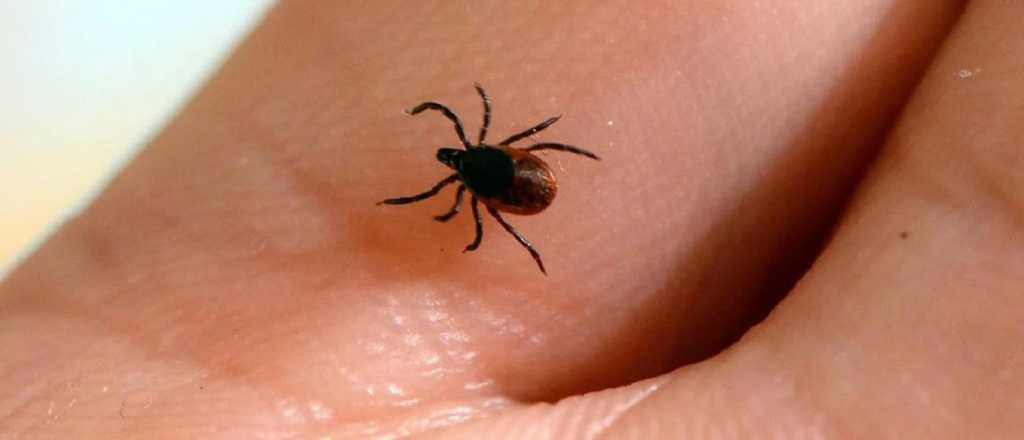 Cuatro remedios caseros para combatir las garrapatas en tus mascotas