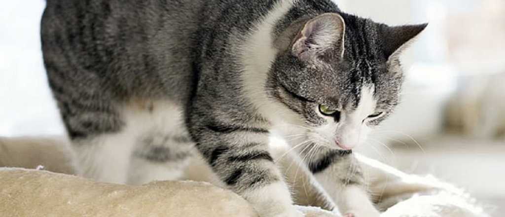 ¿Por qué tu gato te "amasa" la panza? 