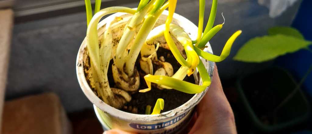 En qué momento del año conviene plantar cebolla en tu jardín