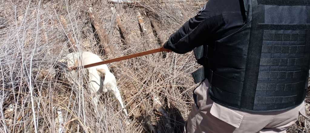 Fito, el perro de la Policía, logró resolver el robo a una bodega de Junín