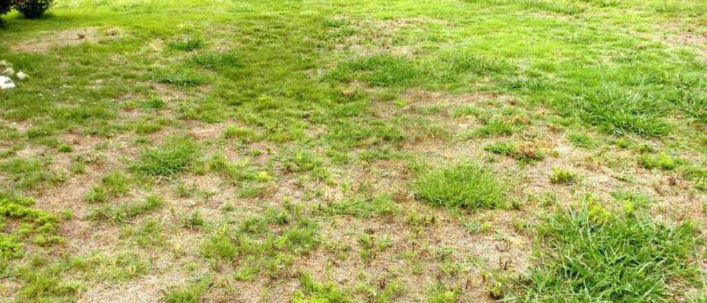 Cuál es la mejor época para sembrar césped y formar un "paño verde"