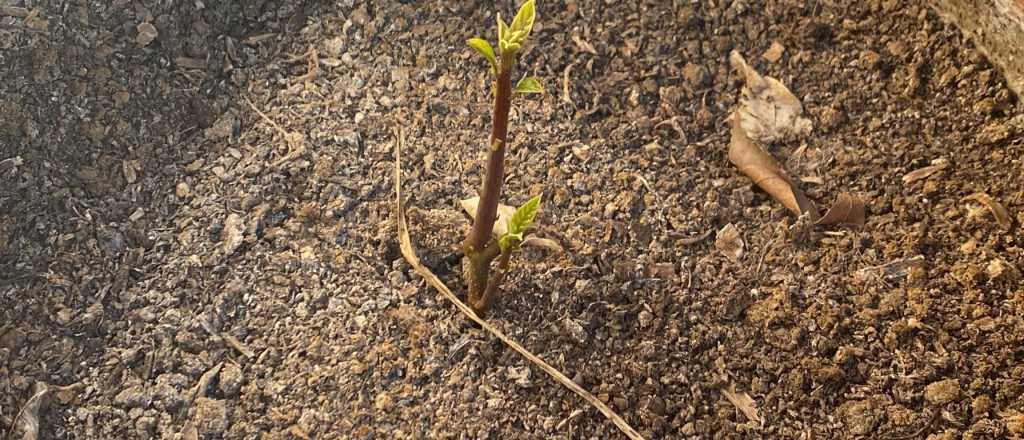 Cu&aacute;l es el mejor momento del a&ntilde;o para sembrar palta