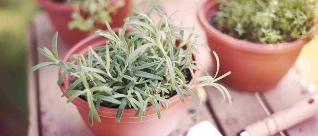 Jardines peque&ntilde;os con estilo: las 5 mejores plantas para espacios chicos