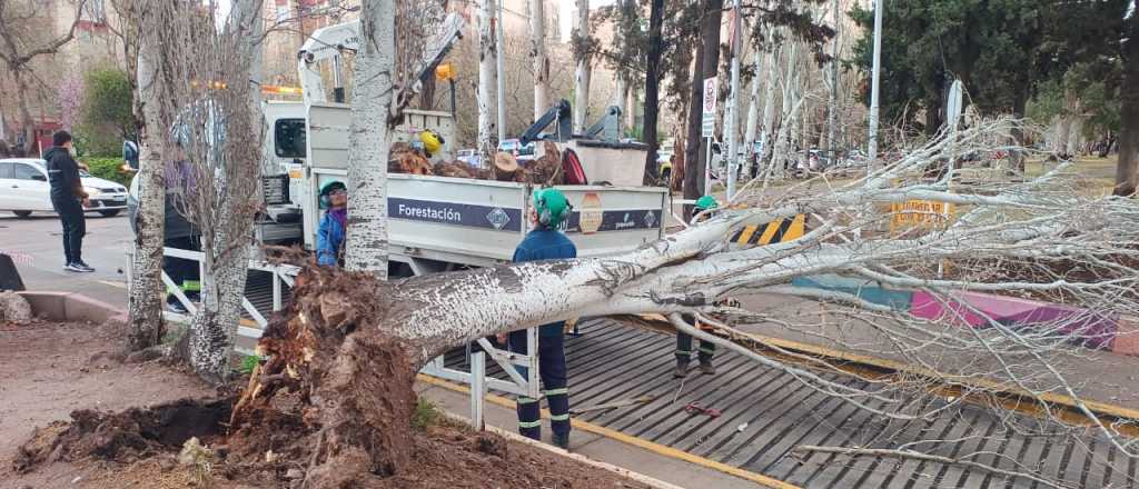 Un árbol cayó en el túnel del Shopping por la tormenta