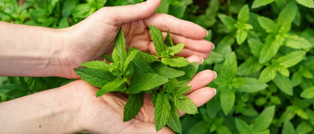 C&oacute;mo cosechar menta en casa sin que la planta se seque