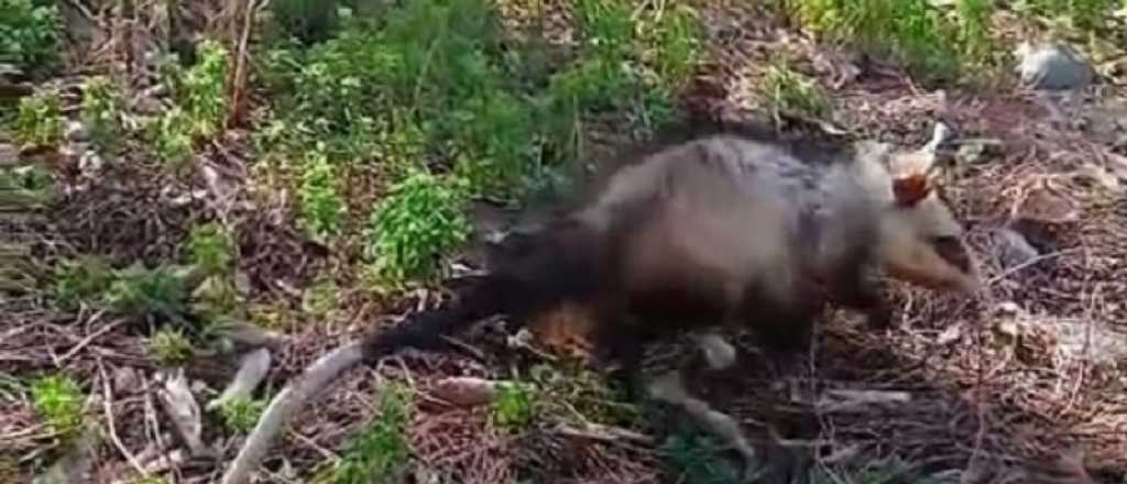 La Polic&iacute;a Rural rescat&oacute; a una nutria y una comadreja overa