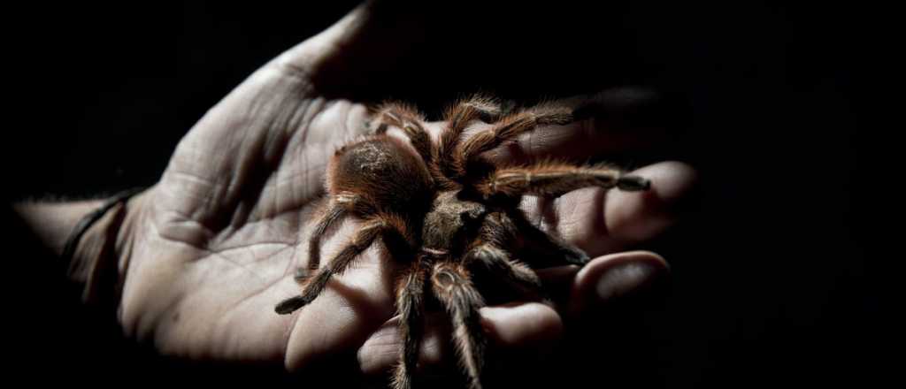 Soñar con arañas: qué significado tiene según la psicología