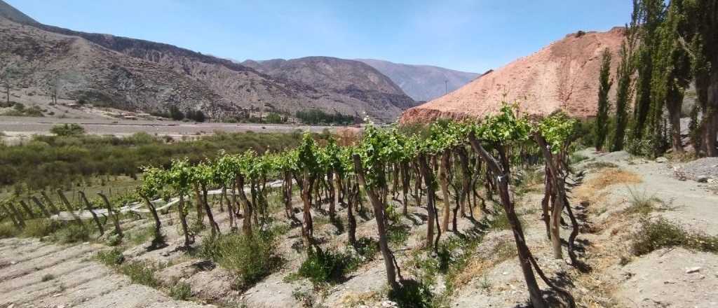 "Valles Templados": la nueva Indicación Geográfica que reconoció el INV