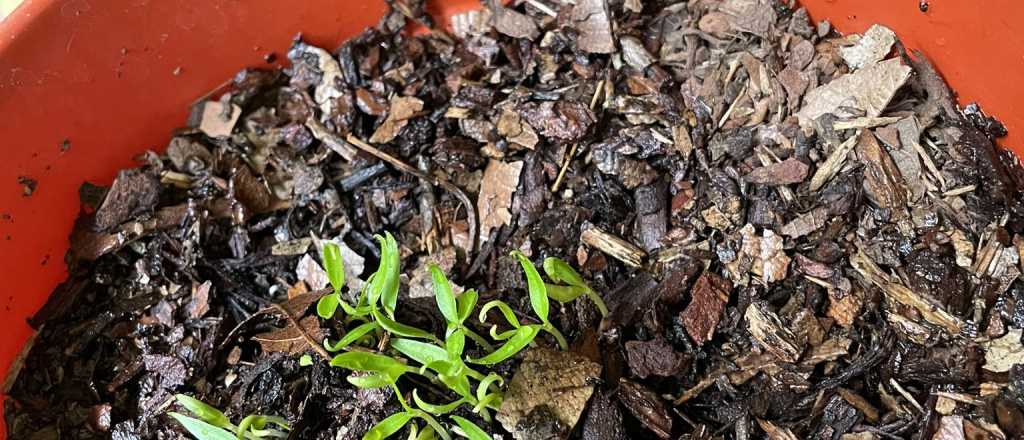 Cuál es el mejor momento del año para sembrar pimiento