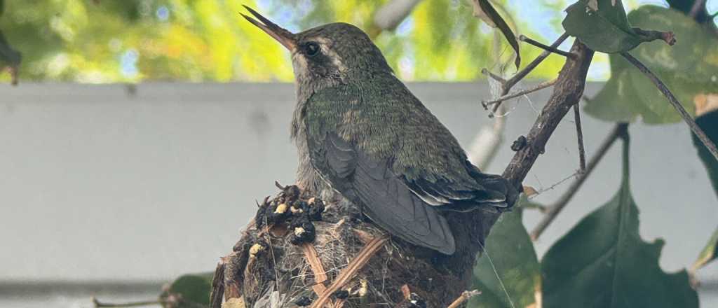 Las plantas que tenés que tener en tu jardín para que se llene de colibríes