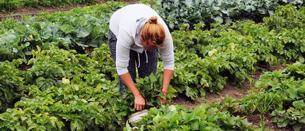Cómo armar tu huerta de invierno y cosechar en solo dos meses