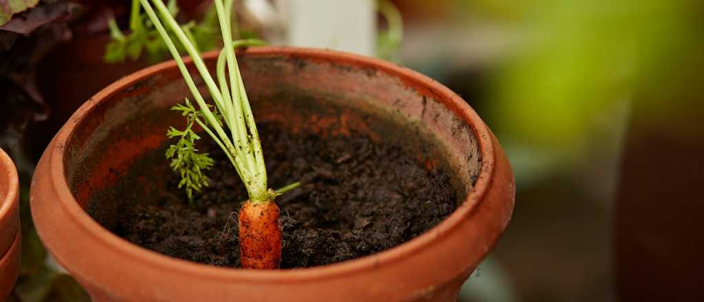Cómo plantar zanahoria en macetas