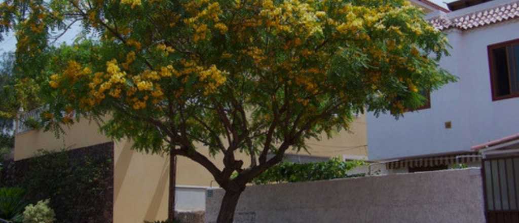 Qué árbol se puede plantar en septiembre para tener sombra en verano