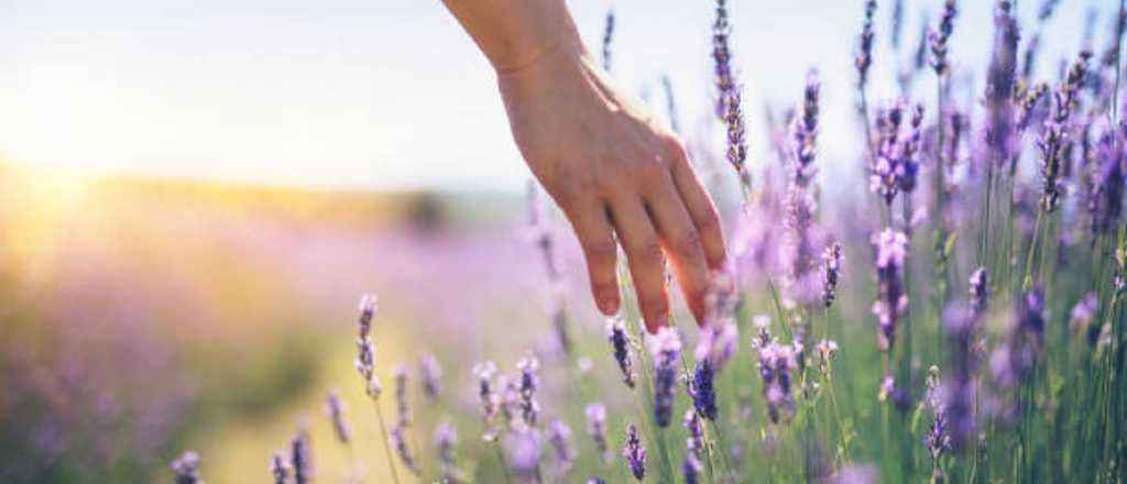 La planta que transforma tu jard&iacute;n en verano y atrae mariposas sin esfuerzo