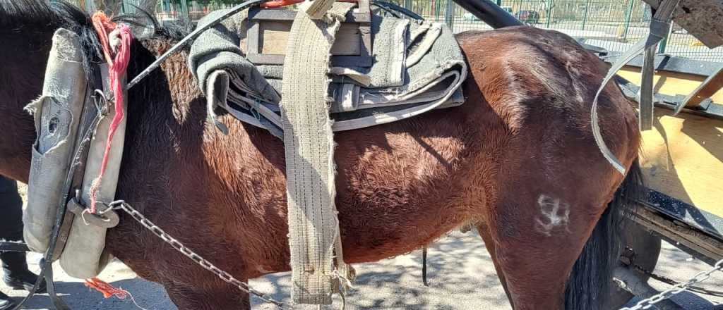 Rescatan a un caballo desnutrido que acarreaba cientos de kilos