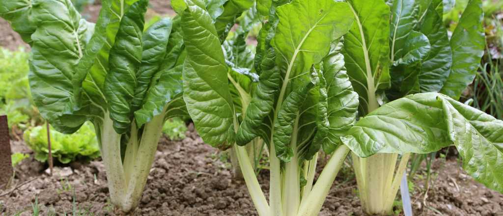 Cómo sembrar una planta de acelga y luego cosecharla en tan solo 40 días