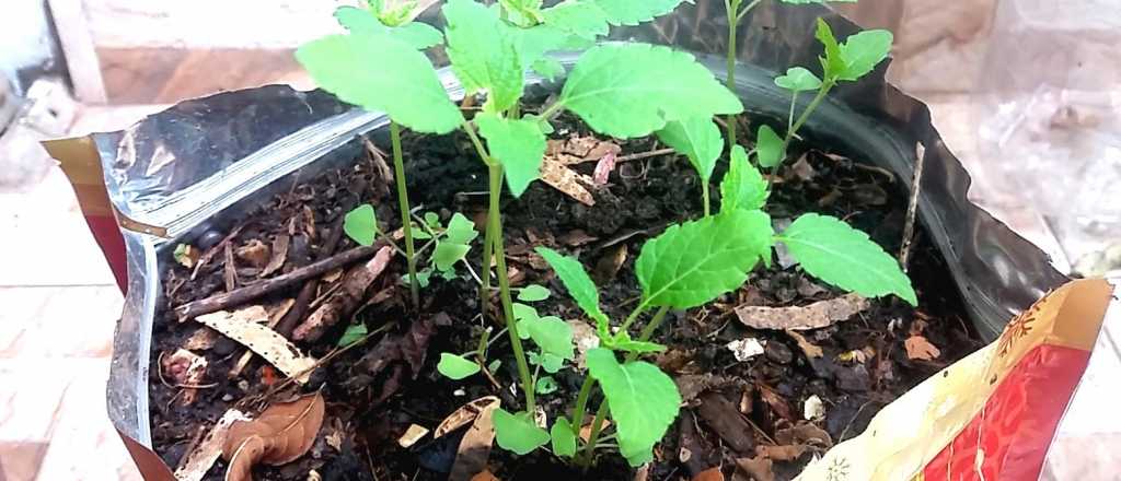 Cuál es el mejor momento del año para sembrar frutilla