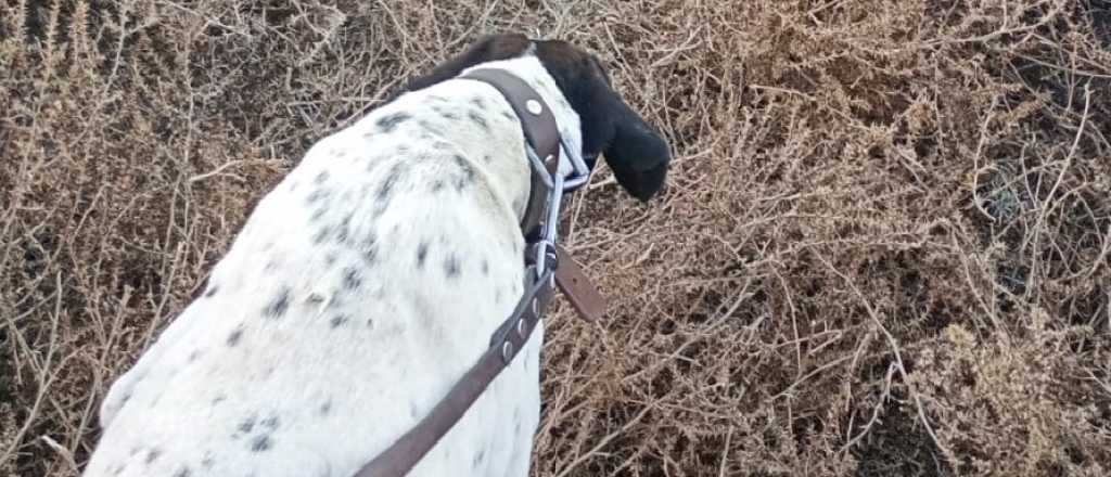 Un perro policial gui&oacute; la pesquisa y detuvieron a tres ladrones en San Rafael