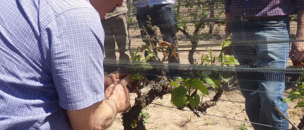 Comenzará la distribución de feromonas para combatir la polilla de la vid