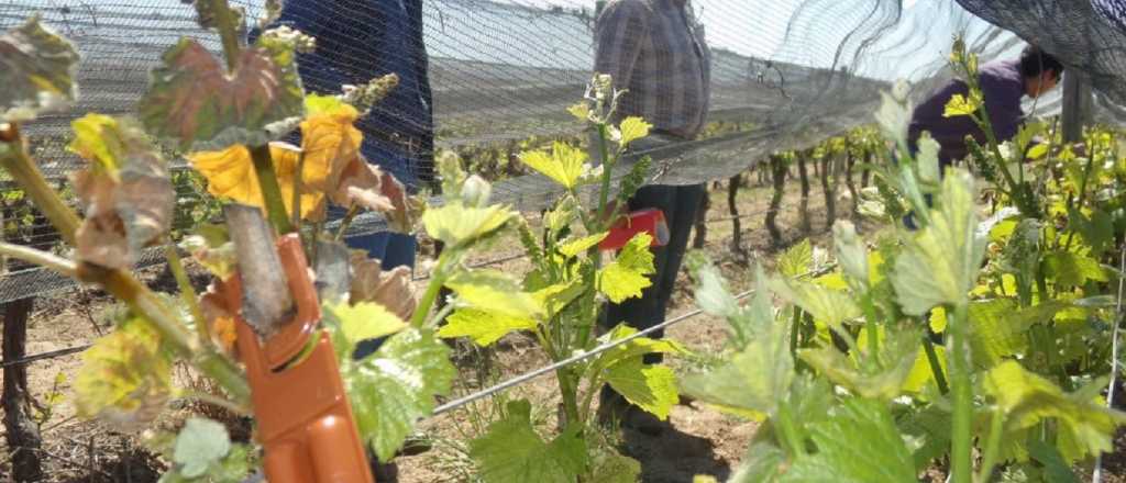 Comenzó la segunda etapa del operativo contra la polilla de la vid