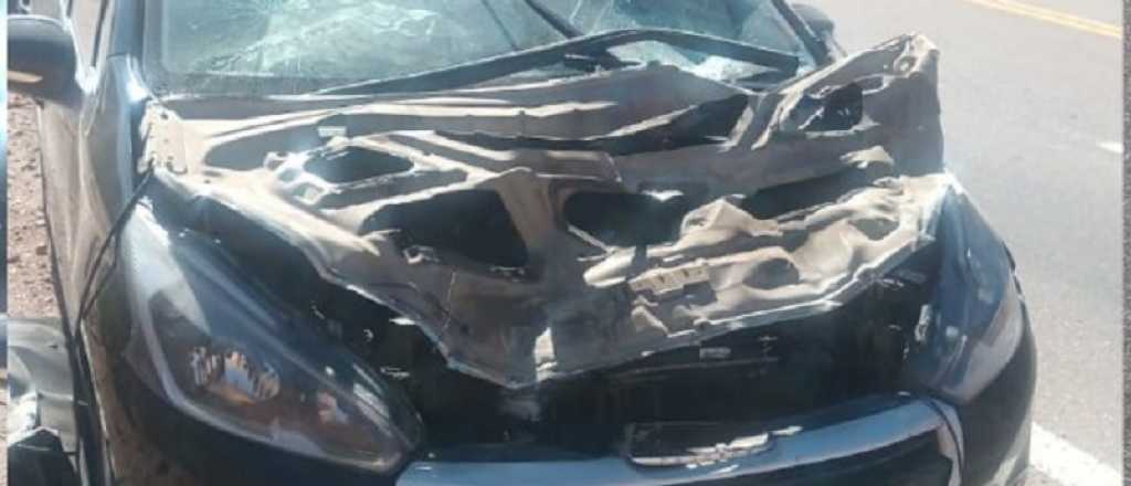 Un automovilista atropelló y mató a un guanaco en Uspallata