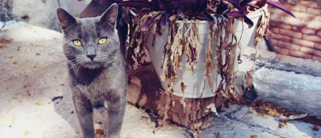 Gucci, el gatito que se fue de gira un mes por la Primera Sección