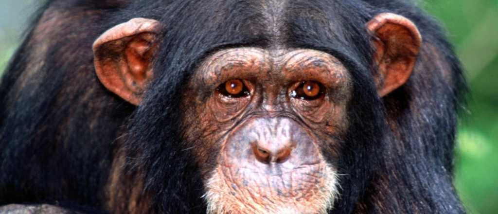 La Justicia decidi&oacute; que la chimpanc&eacute; Cecilia viva en una reserva