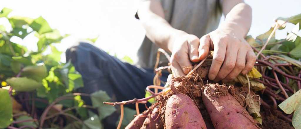 Cuánto cobrarán trabajadores del camote en Mendoza