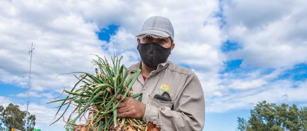 Esto cobrar&aacute;n los trabajadores de la cebolla en Mendoza