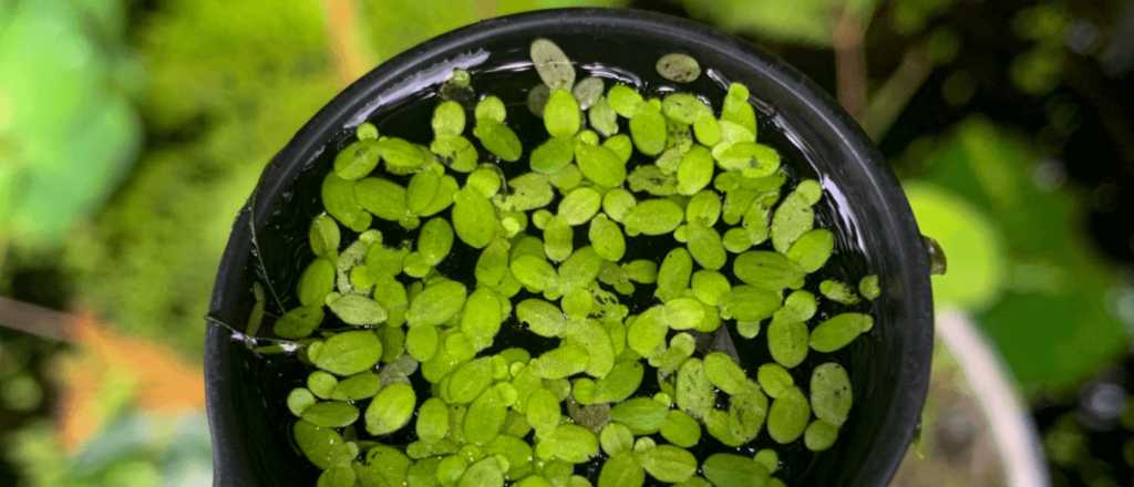 ¿Por qué es ideal tener en casa lenteja de agua en esta primavera?