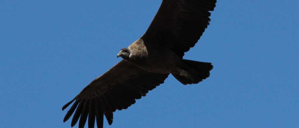 Un gigante en riesgo: qué revelan 5 años de censar cóndores en Mendoza