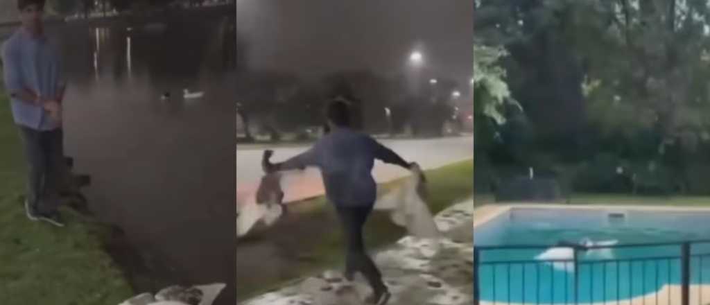 Videos: robó dos gansos de los Lagos de Palermo para llevarlos a su pileta