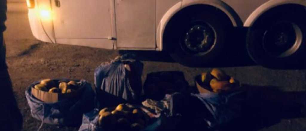 Traían papaya y locoto desde Bolivia a Tupungato y les decomisaron todo