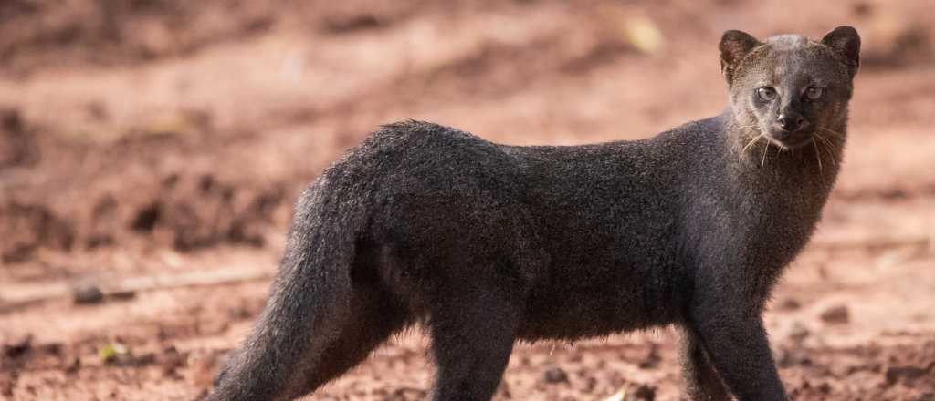 Video: inesperado avistamiento de yaguarund&iacute;es en Tunuy&aacute;n