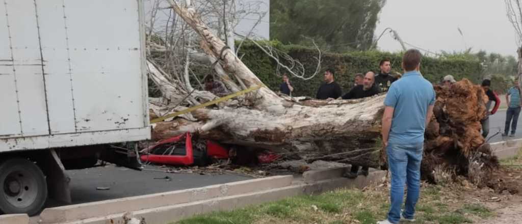 Maipú respondió a Vialidad por la tragedia de la mujer aplastada por un árbol 