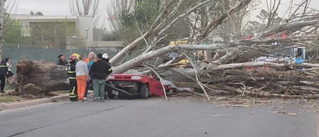 Activaron la emergencia fitosanitaria del arbolado urbano en Maipú
